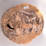 Scheibe aus versteinertem Holz Ø ca. 520/540mm (groß)