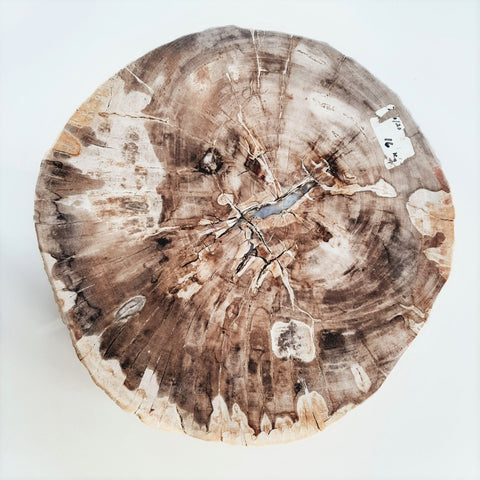 Scheibe aus versteinertem Holz Ø ca. 450mm (groß)